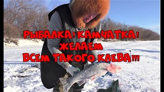 видео: Рыбалка! Камчатка!  Желаем всем такого клева!!! картинка: Рыбалка! Камчатка!  Желаем всем такого клева!!!