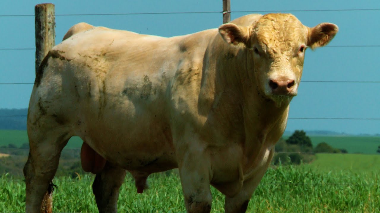 Lote 24 - Tat.2107 - Touro Charolês 06/OUT | Camargo Agro