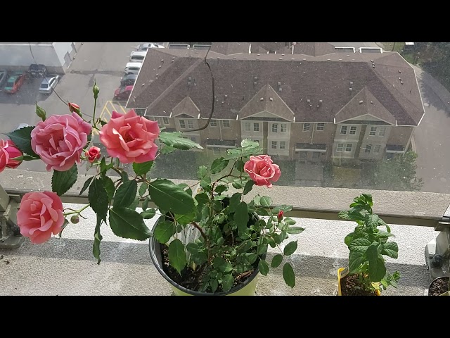 Rose and Mint plant in our balcony. class=