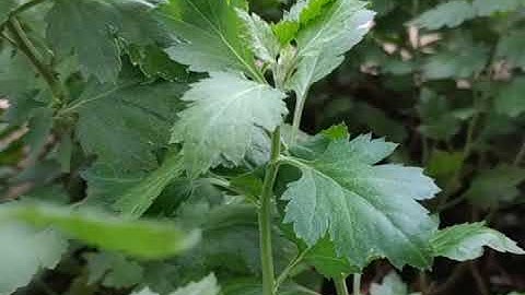 Giâm cành cúc chi rủ thế nào và làm sao để hoa nở trúng tết.