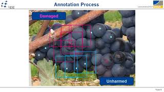 Automatic Differentiation of Damaged and Unharmed Grapes Using RGB Images and CNNs