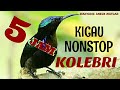 FULL 5 JAM NONSTOP KICAU BURUNG KOLIBRI NINJA SANGAT COCOK BUAT PANCINGAN BURUNG KESAYANGAN ANDA