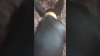 Me Ajudem O Pinzcher Theo