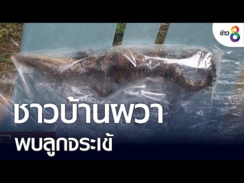 ชาวบ้านผวาพบลูกจระเข้ติดตะคัดดักปลา | คุยข่าวเย็นช่อง8 | 4 ก.ย. 2565