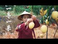 Fruit compilation 1  lychee longan mango a collection of yunnan fruits documented before