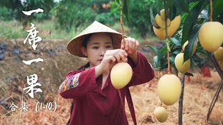 : [Fruit Compilation 1] Lychee, Longan, Mango... A collection of Yunnan fruits documented before