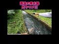 濁流の用水路で尺ヤマメ!!