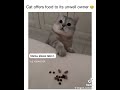 Such a good cat!! 🐱 #cat #pets #fyp