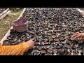 NO MACHINES NEEDED! THE ART OF STARTING PAPAYA SEEDLINGS WITH BARE HANDS - Agriculture Farming