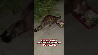 kucing sedih #kucinglucu #anakkucing #kucinganggoralucudanimut #imut #kucing