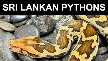 Sri Lankan Pimbura Pythons Update