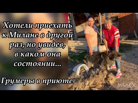 Хотели приехать к Милане в другой раз, но увидев, в каком она состоянии… Грумеры в приюте