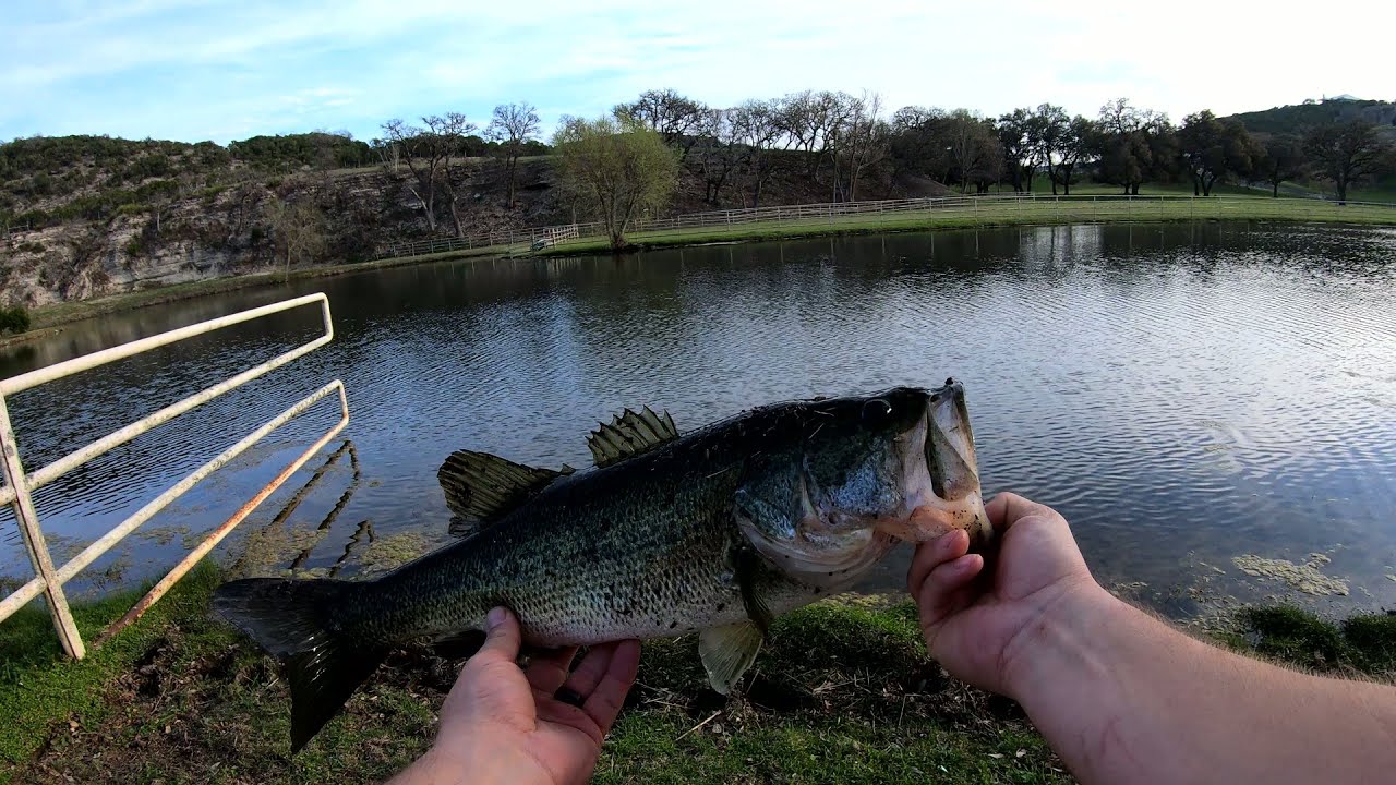 TEXAS POND Fishing! #texas #pond #fishing #bass #spring #bassfishing #texasfishing #bankfishing