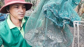 Đặt lợp ếch đồng ở quê tôi.đặt lợp ếch điểm mới kết quả toàn ếch to.Catch frogs.minh khôi vlogs