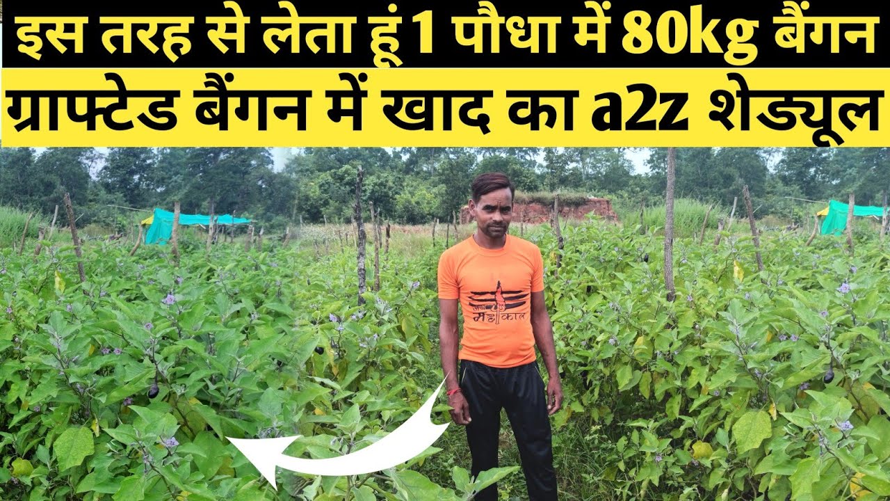 Grafted baigan fertigation schedule | यह शेड्यूल में होगा 80kg पर पौधा उत्पादन गैरेंटी के साथ
