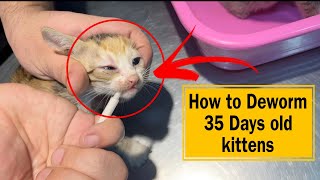 Deworming of young kittens | How to deworm Cats and kittens by Chubby Meows 15,067 views 8 months ago 7 minutes, 29 seconds