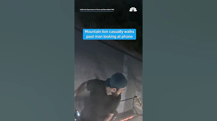 Mountain lion casually walks past man at California park