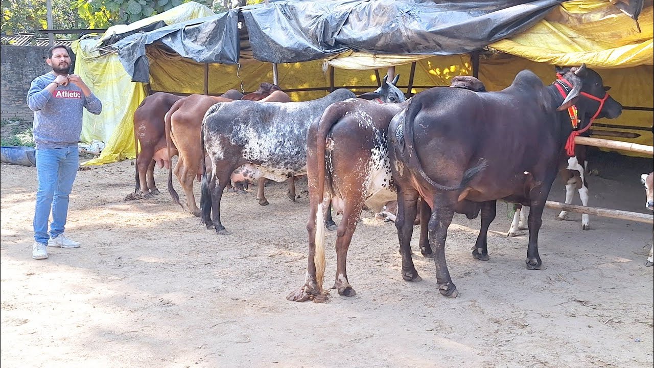 👌✅️ देंखें लखनऊ में टाॅप साहीवाल व क्रास ब्रीड गाय उपलब्ध | chandrika devi dairy farm || sahiwal 
