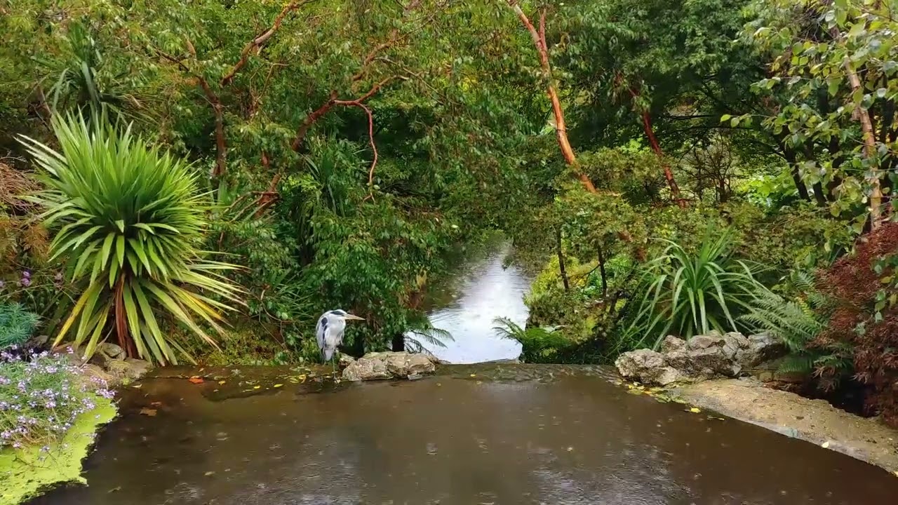 Serenity's Symphony: Raindrops and Songbirds