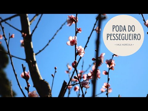 Vídeo: O que é um pessegueiro anão: aprenda sobre o cultivo de pêssegos em miniatura Eldorado