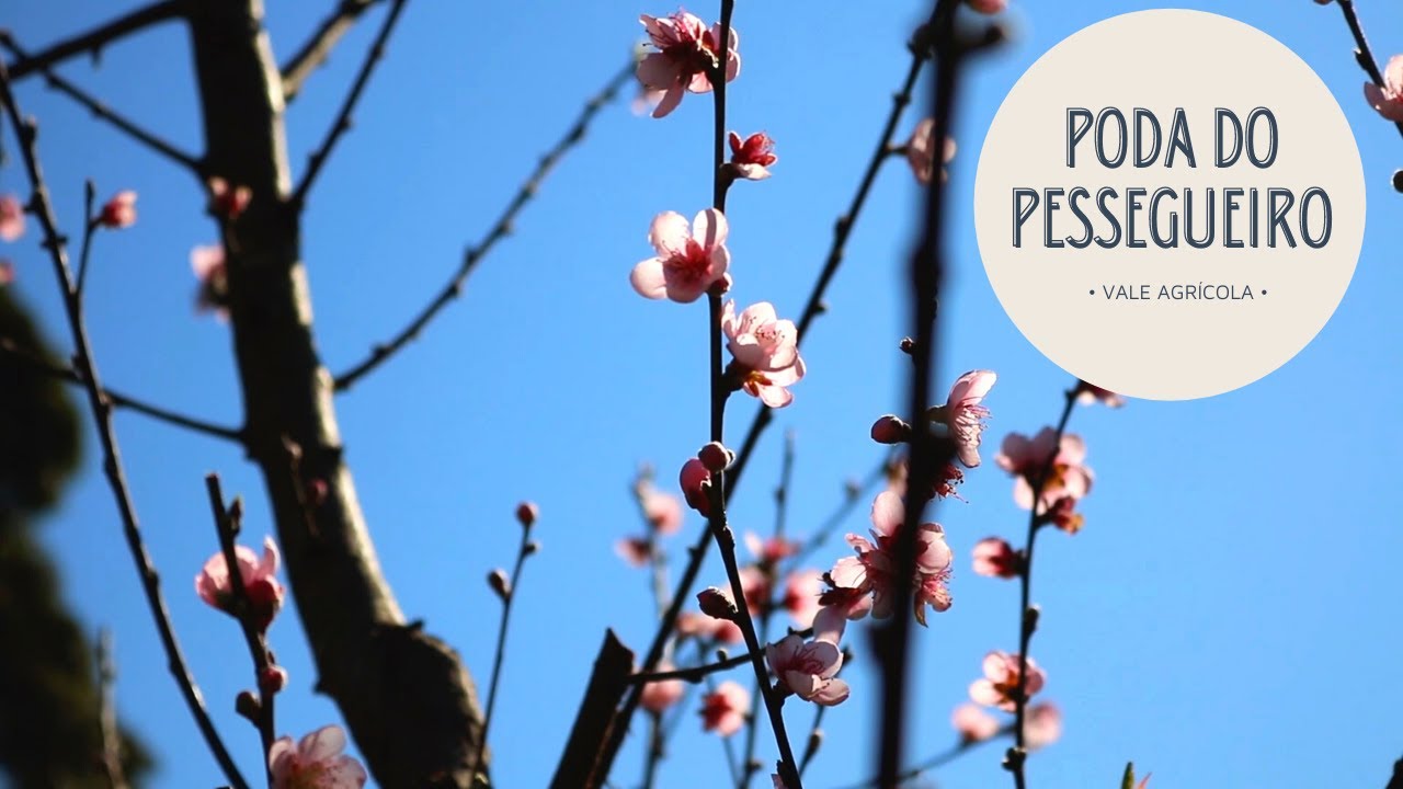 COMO FAZER A PODA DO PESSEGUEIRO!