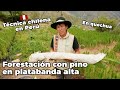 La Forestación con Pino - técnica chilena en Perú