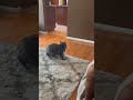 She can never trust me AGAIN‼️ #funny #prank #cat #trust #viralshorts