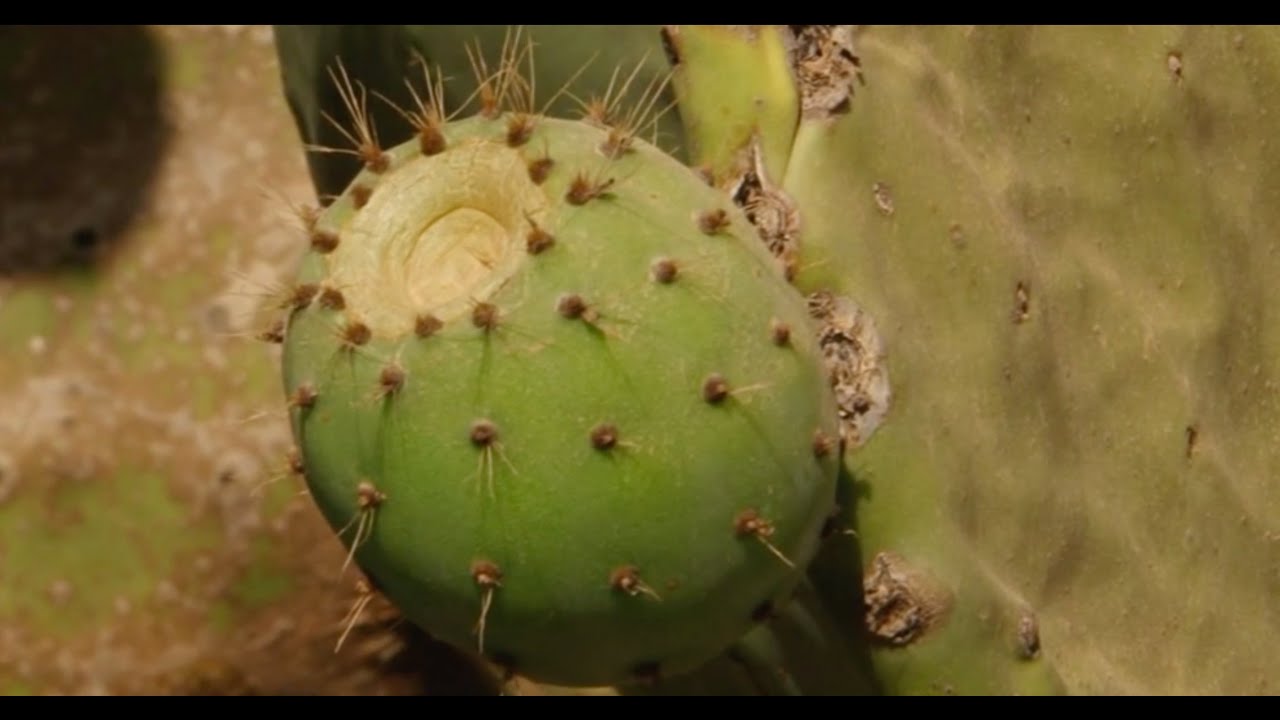 Documentaire sur le cactus - l'agriculture au Maroc(zone: Souss Massa Daraa) (Amazigh)