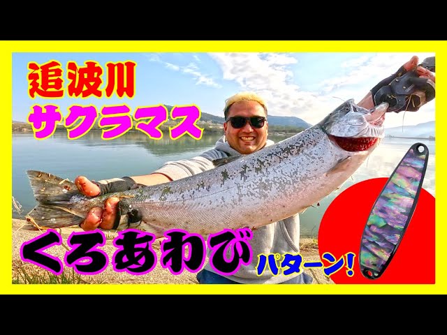 For reference for the 2026 Oinami River cherry salmon season] The