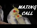 Cockatiel Mating Call