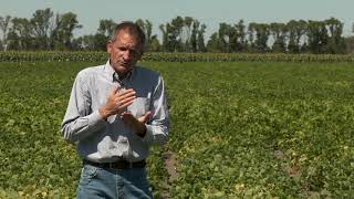 CREC Michael Wunsch: Optimizing Fungicide Spray for Management of White Mold in Dry Beans