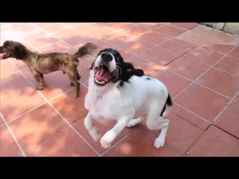 Video: Het TSA-adoptieprogramma Voor Honden Is Van Start Gegaan