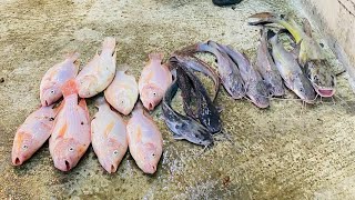 Cara Bancuh Umpan Ikan Talapia Semudah ABC Tetapi Mujarab..!!