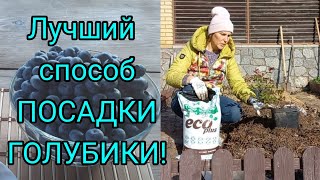 Как Посадить ГОЛУБИКУ||Лучший Способ Посадки ГОЛУБИКИ#голубика#blueberri#лохина#грунтдляголубики#сад