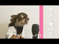 【替え歌】犬が『夜に駆ける』を『お手』に掛けて歌ってみた【YOASOBI】