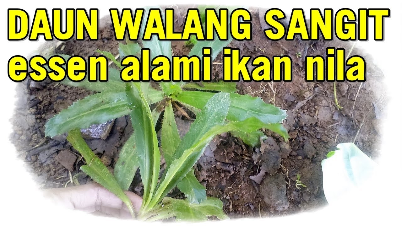 Mbah Walang  Sangit  DIKBUD