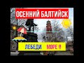 Осенний Балтийск. Лебеди. Море!!!