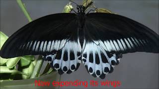 Blue Mormon Butterfly and its Metamorphosis