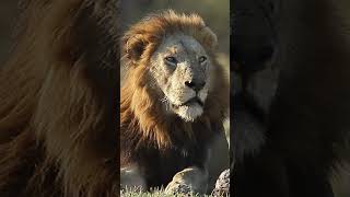 Magnificent Male Lion. #Amazing #Wildlife #Safari #Nature #Animals