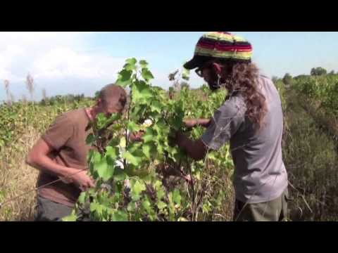 Gruzija, საქართველო