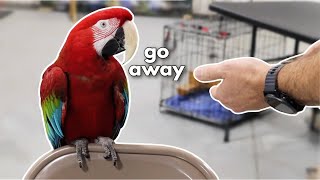 Famous HOW TO TRAIN A MEAN MACAW (PART 1) Profile