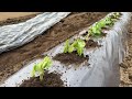 さつまいも植える時コレやると大きく育ちます!初心者も簡単で失敗しない苗の植え方(肥料と水やり〜マルチと畝立て〜植え付け〜栽培管理)24/4/27
