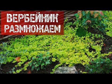 РАЗМНОЖАЕМ ВЕРБЕЙНИК