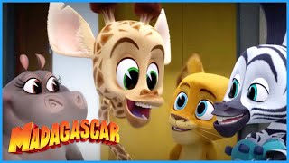 DreamWorks Madagascar | We are a team! | Madagascar: A Little Wild | Kids Movies