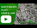 Baby's breath plant - grow & care