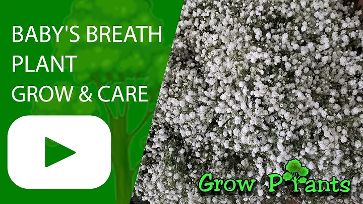 Baby's breath plant - grow & care