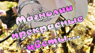 Магнолии Прекрасные Цветы✔Киев Ботанический Сад🎶Чудесная Музыка Андрея Обидина🎵Музыкальный Клип