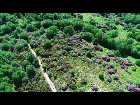 Using drones to survey for rhododendron ponticum in Scotland's rainforest | FLS