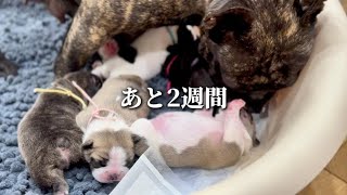 出産まであと2週間をきりました！！