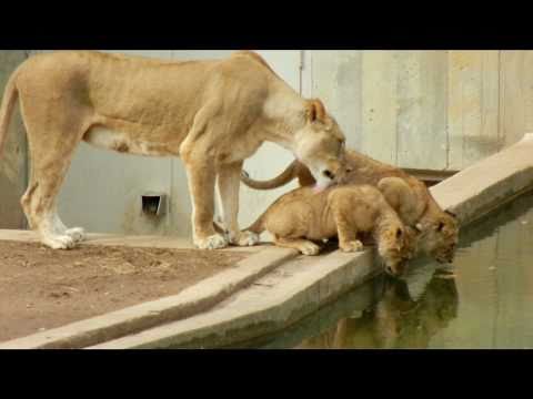 Mom knocks lion cub into the water